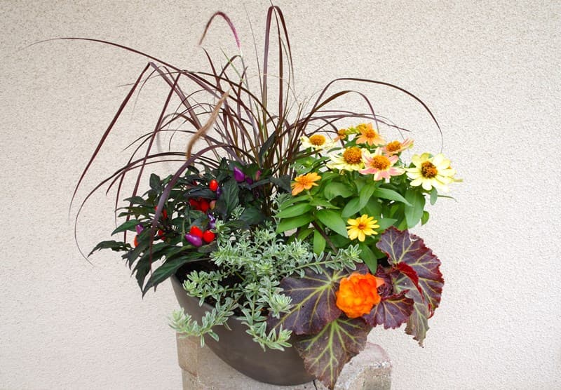 秋の寄せ植え作り