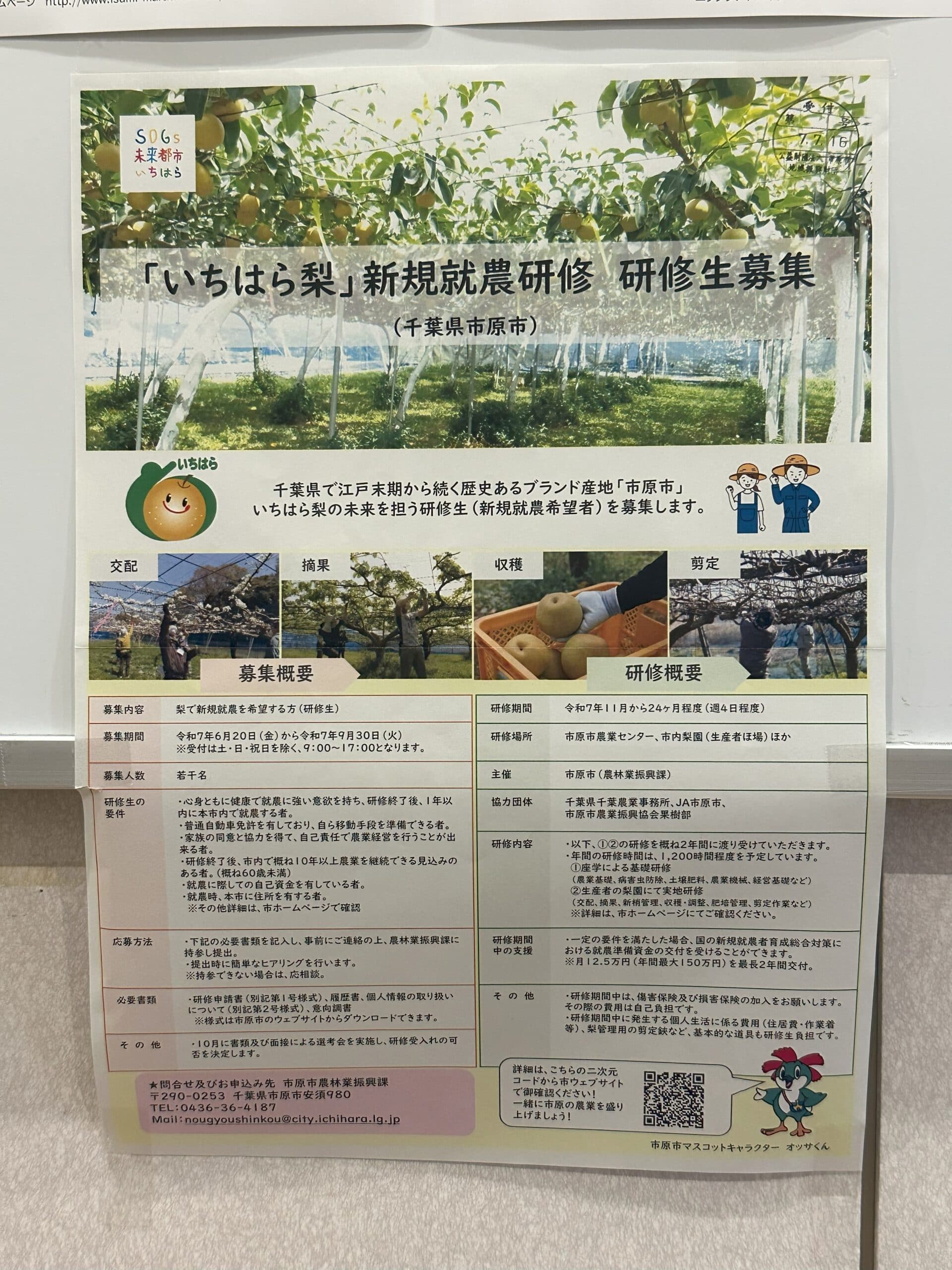 市原の未来を担う「いちはら梨」新規就農研修生募集!