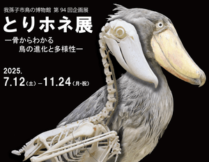 第94回企画展「とりホネ展-骨からわかる鳥の進化と多様性-」