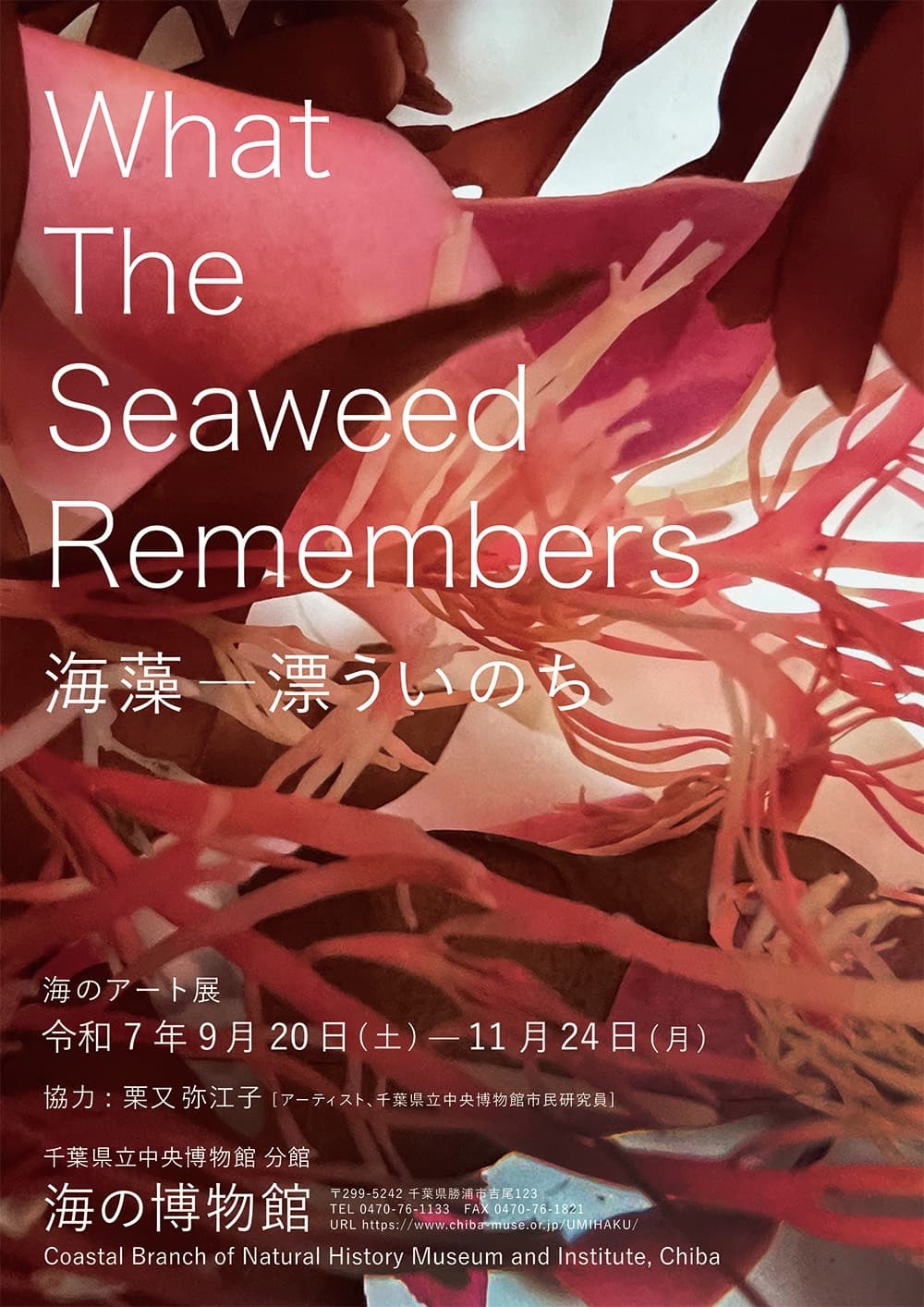 海のアート展 What The Seaweed Remembers 海藻-漂ういのち