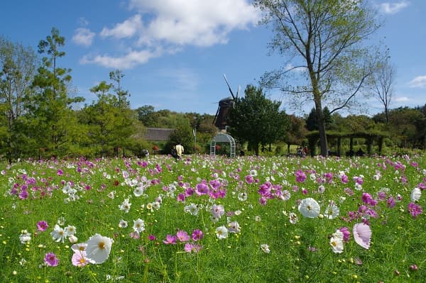 コスモスまつり(ふなばしアンデルセン公園)
