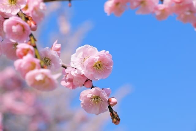 成田の梅まつり
