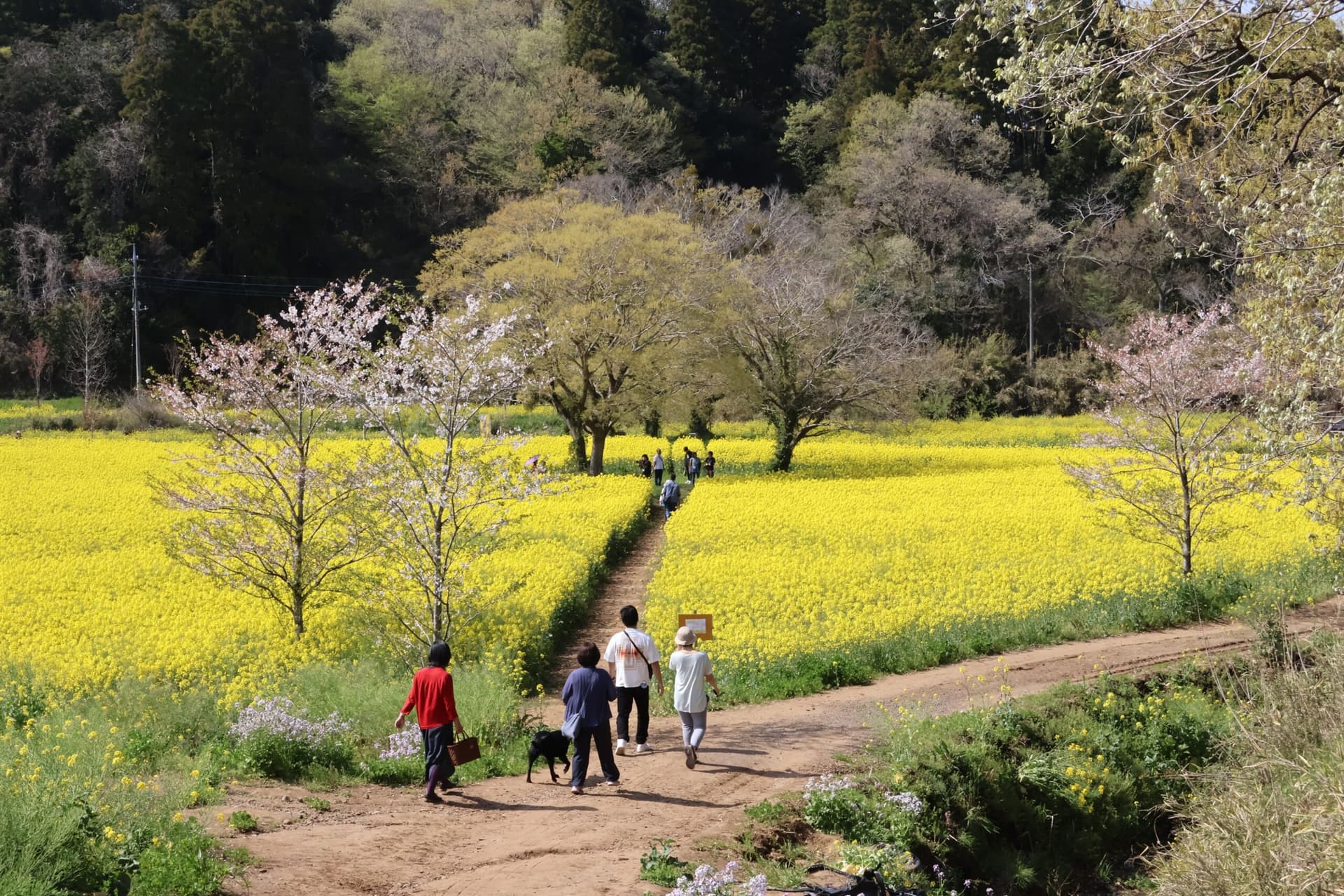 市原みつばち牧場