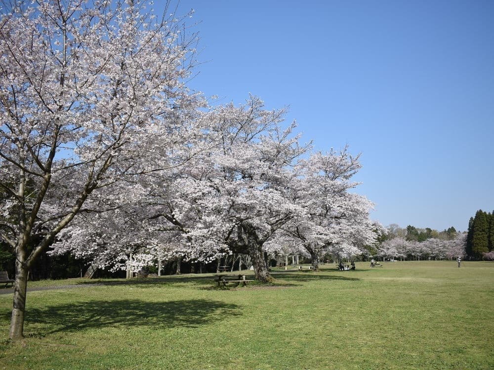 さくらめぐりガイド(泉自然公園)