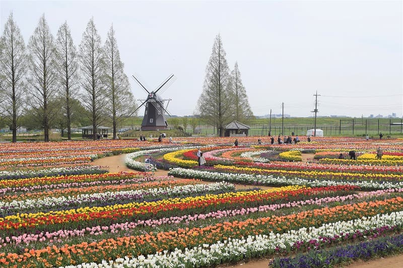 チューリップフェスティバル(あけぼの山農業公園)