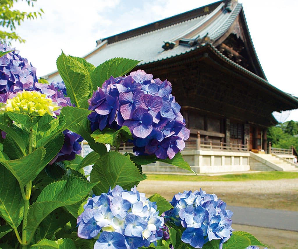 第21回宗吾霊堂紫陽花まつり